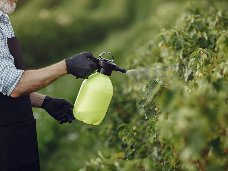 Farmer spraying vegetables in the garden with herbicides. Man in a black apron.